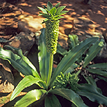 Eucomis autumnalis var clavata